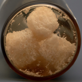 SPONGIOSE CRUMBES 4 tips LYO-59