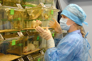 Все исследования проводятся по двухэтапному принципу – in vitro и in vivo с применением оригинальных экспериментальных моделей