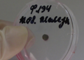 Clinical substantiation of the differentiated use of various implant materials in dentistry